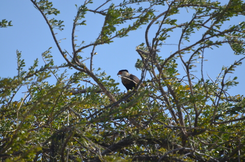 Crested Caracara observed by alexpat05