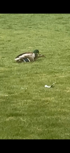 Mallard observed by sydneymorey1234567892