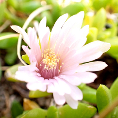 Disphyma papillatum