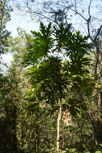 Trevesia palmata, photograph 4