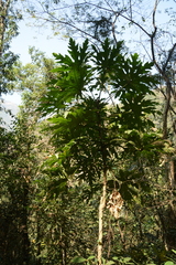 Trevesia palmata, photograph (c) Siddarth Machado, some rights reserved (CC BY)