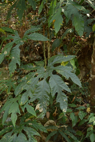 Trevesia palmata, photograph 5