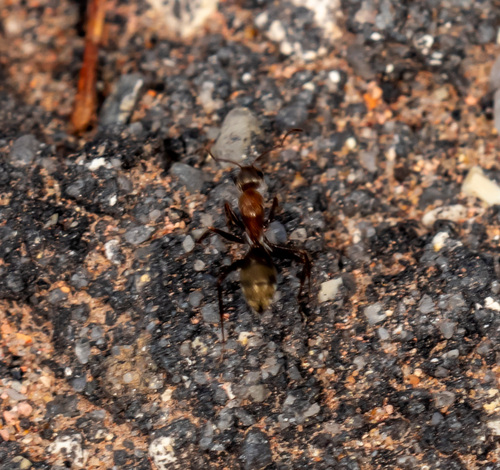 Camponotus blandus