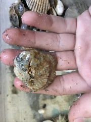 Pododesmus macrochisma