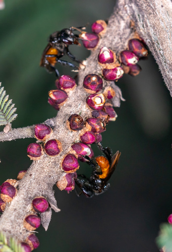 Red-tailed Stingless Bee