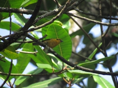 Tangara arthus