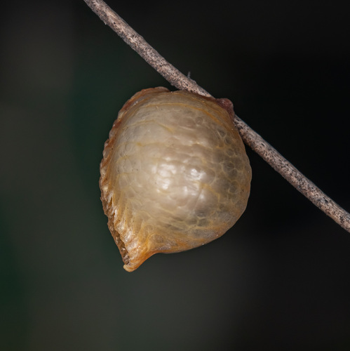 Paraphotina insolita