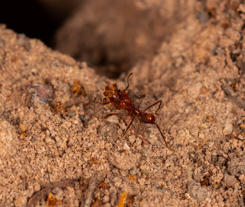 Hairy-headed leafcutter ant