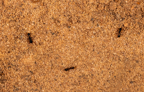 Longhorn Crazy Ant