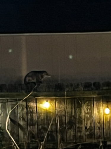 Virginia Opossum observed by portugeeaggie