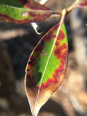 Diaporthe kalmiae
