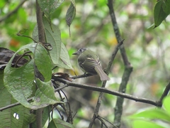Leptopogon superciliaris