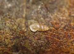 Carychium tridentatum