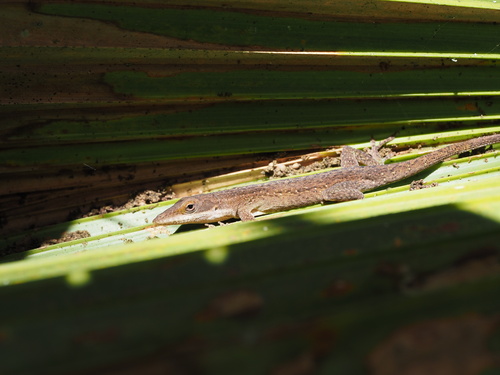 Anole
