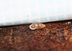 Carychium tridentatum