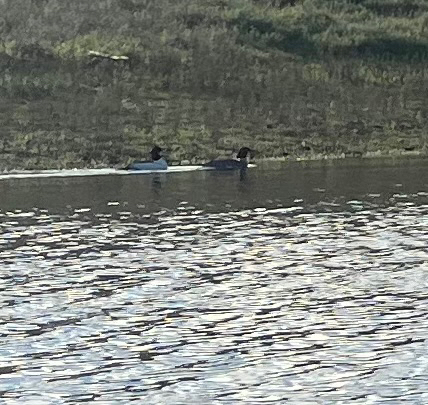 Common Merganser observed by pepperjackb