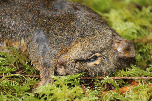 Douglas's Squirrel observed by shroomysean