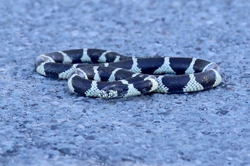 California King Snake observed by zaf2103
