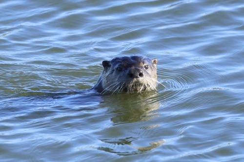 North American River Otter observed by zaf2103