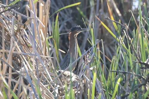 Green Heron observed by zaf2103