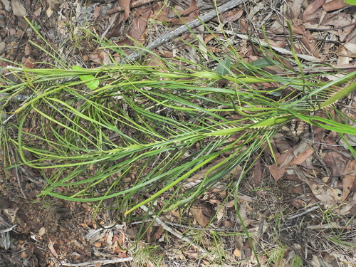 pineapple zamia (Macrozamia pauli)