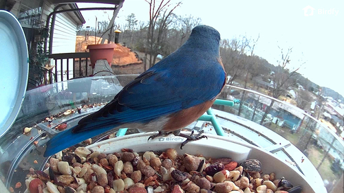Eastern Bluebird observed by rmdodds