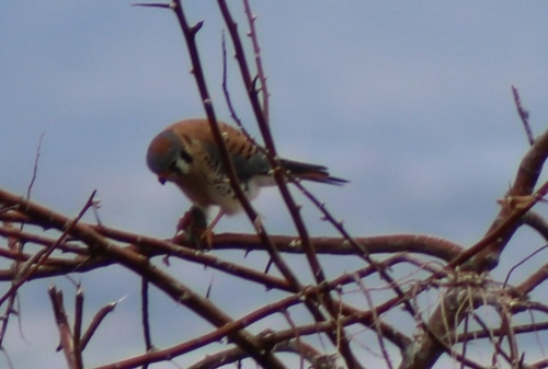 American Kestrel observed by graysonponti