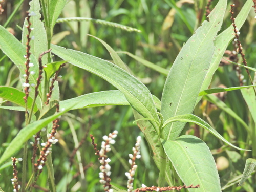 Velvet Knotweed (Persicaria attenuata)