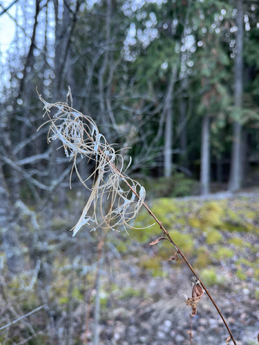 Chamaenerion angustifolium