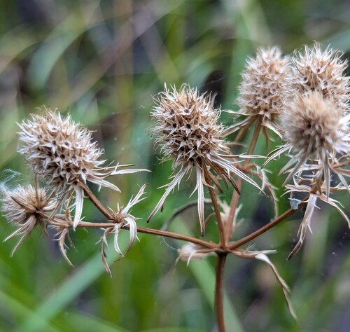 Marsh Rattlesnake Master (Eryngium aquaticum)