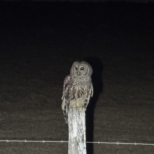 Barred Owl observed by ozzy_roberts0816