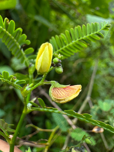 Sensitive Joint-Vetch (Aeschynomene sensitiva)
