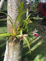 Miltonia