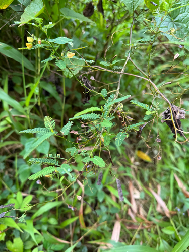 Aeschynomene sensitiva, photograph 5