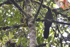 Chamaepetes goudotii