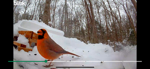 Northern Cardinal observed by holocenedixie