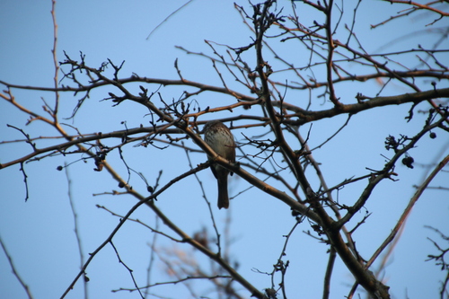 Song Sparrow observed by wikinose