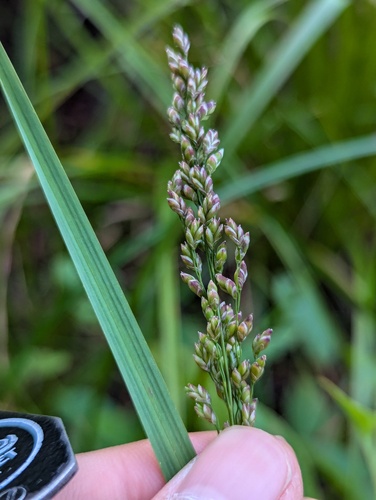 Blunt Mannagrass (Glyceria obtusa)