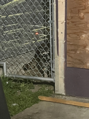 Common Raccoon observed by valerieburchard