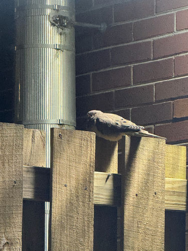 Mourning Dove