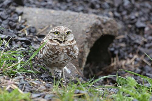Burrowing Owl observed by sarah_vs_oregon