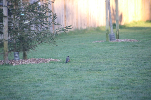 American Robin observed by wikinose
