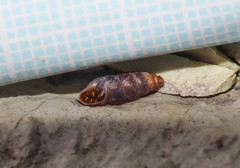 Chondrina avenacea