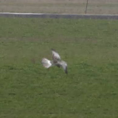 Northern Harrier observed by sarah_vs_oregon