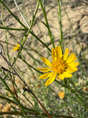 rush-like bristleweed (Xanthisma junceum)