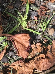 Anisoptera