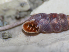 Chondrina avenacea