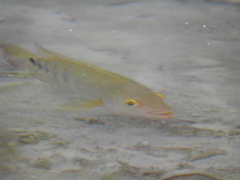 Cichla