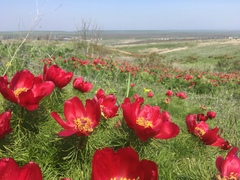 Paeonia tenuifolia