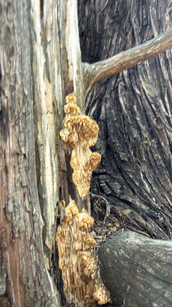 Fomitopsis juniperina · March 2026 · photo: © bobolobo (iNaturalist, cc0)